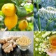 Herbal treatments Used to Heal Burn Naturally burns-cfb137cc541fee82902a4a5d3dc58eed9671da72
