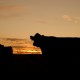 The Dirt-Cheap, All-Natural Way To Make Your Livestock Grow Faster On Less Feed cattle-640985_640-08f39d119bd7303590337d0951181d1c865e3c6e