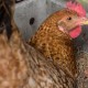 How To Trick Your Chickens Into Laying More Winter Eggs chicken-930844_640-60ba7556c40c843c1f32a646a3f89df070f9aa09