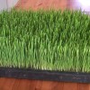 The Super-Nutritious Grass You Can Grow Indoors, Eat, And Transplant To Your Yard wheatgrass-youtube-d191633619da8e0497a695d0c096d92fadbea1cb