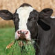 Organic vs Conventional Meat and Milk cow-eating-grass-1972a43b4366ab51dc851dc13f9a860c90135474