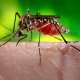 Zika virus, microcephaly, and calls to bring back DDT zika-virus-mosquito-8978da9953014e3291ffb281794a4c481ff39376