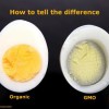Millions of ‘organic’ eggs come from industrial scale chicken operations, group says gmoegg-1de8df83433a42be3da9210386e900260ebc3d13