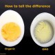 Millions of ‘organic’ eggs come from industrial scale chicken operations, group says gmoegg-1de8df83433a42be3da9210386e900260ebc3d13