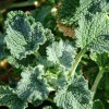 Natural Remedies Used to Heal Chest Congestion horehound-6b42fbafe4ae8a2e16f8e52d6096c74dbb7d1e65