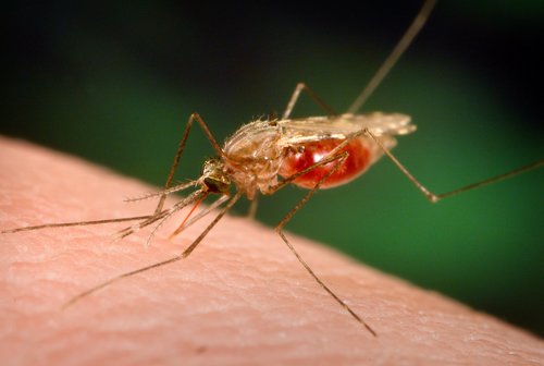 Tips on Buying Quality Anti Malaria Pills 500;337;bb44bae60fb01ab57684f34e68e5fe59efe28395-1602ba0ed3fce1b2626b45a4e34b4f0f9e4be759