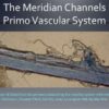 The Primo Vascular System: The N-rays of Acupuncture? primo-vascularmeridian-system-2016-1-638-480x360-c1f5940c4161e1d5ac07de162397f0aa72d9d833