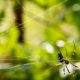 Natural, Off-Grid Cures For Spider Bites spider-229958_640-867606c2e196371386b3b81c3297fbf07ec2ab3e