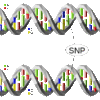 Genetic Testing: Does Knowing Risk of Disease Make a Difference? single-nucleotide-polymorphism-SNP-cb7a75674cc865f8604be004d380debdba92860f