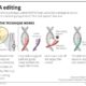 Swedish Scientist Edits Genes of Healthy Embryos for First Time EditingDNA042715-e1474607062588-5e5e6c47ca53640d4cc09ccc787423364a421170