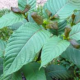 50 Congressmen Ask DEA To Hold Off On Kratom Ban kratom-3a66181ee19f66327a77cbf79e8f2b982c76809a