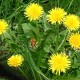 How to Cure Your Conditions Naturally Using Dandelion dandelion-a2e7ce101fc20d8e27e3f6c68b0822c9852f7d61