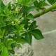 Natural Herbals Used to Treat Erectile Dysfunction siberian-ginseng-by-Tony-Rodd-a622128d2334f0c10707c06d69413c5105be2c0f