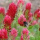 Red Clover : Herbal remedie for eczema Red Clover iStock-b0778d060079e2cbb58b05b05ffbf4d168ad4f81
