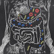 The Battle Between Good Bacteria and Bad Bacteria gut-health-d27332f262e461739032c7919af0fd8b51d61412