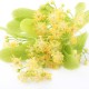 Uses and Benefits of Linden uses-and-benefits-of-linden-c92cb58942e39d0ab6bd9b878f3d6eb5a982debc