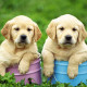 How to Treat Dog Allergies Holistically puppy_23-be82920c467031e95ac78d5c0b560d1834e01beb