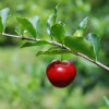 Herbal Treatments used to heal diarrhea,inflammation of the intestines and the common cold acerola4-ac645237f7e1438c0b8186b872e668e8f25f95c9