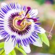 #HerbalGuide: Natural Sedatives Passion-Flower-Natures-Fragrant-Tranquilizer_ft-770x402-77c2a9562573ac99bcbfff05c8f03cf81b4aa919