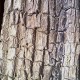 Ways to Cure Asthma Naturally – The Bark of Arjuna 500;478;2263cb798e8ddccdfc289d6ba451d42dc2fc980a-9758f0be7325b669d109c981710f44da9b30d188