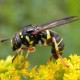 Natural Treatment for Insect Bites and Stings 500;378;429488b5d9f9695df9bac8a2c814c99434526fa0-cd9948a44e7c7b2ebea9c4e5a87e7e5f276481ac