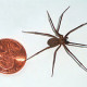 Video: Brown Recluse Spider Bites brown-recluse-penny-2b14f1512ee994cfe5ad42d30fdb532fb93d6750