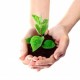 Your Healthy Green Blood – Chlorophyll Healthy-Plants-300x300-d9a05b50162c855e77a36cd8d580b805465bf75c