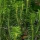 Secret for Your Brain: What Herb Protects Your Memory Bank Huperzine+2-251a1a688c94bffe4e888856a448cdb342e6857f