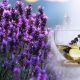 Ways To Relax and Cure Insomnia Naturally 500;292;1d2a26be3a7b448d8aef428d4f197f198645a692-d4c91e7ae4e05e2467802d08171c267bed3b7058
