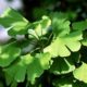 Do you suffer from dementia, depression, anxiety, forgetfulness, inability to concentrate and ADD. This Herbal May Help. 500;332;3cd3adaf08c93c5b71aab202155232e640be4c7b-249bc71eec3aed0ecd3786a07bac8c5a7b7cbd48