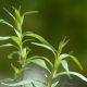 5 Easy-To-Grow ‘Medicine Chest’ Herbs You Can Plant Right Now tarragon-115368_1280-f54574a93dc53b4c8602d269cfa91b04104d1e46