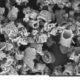 Diatomaceous Earth? No Thank You! diatoms-480x383-882e2b0c8a11e3d0b06061967855e400bd05579e