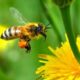 Save the Whales, I Mean, Bees bee-061f3034531bae4c4ae8fb6bc86f2cf1703e7d7e