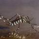 Zika: 10 Things to Worry/Relax About asian-tiger-mosquito1-300x194-122e3b12b40bac05476cd9043a758db89824231b