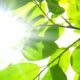 Peace & Calming Essential Oil Sunlight-Trees-Energy-feature-980x392-746ab465aae957c6579f8e689bc872213c7e2f89