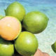 10 Healthy Reasons for You to Eat Quenepa Fruit quenepa-fruit-97ba2e27bd098b44289517b782a07ebf9608a9c1