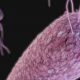 First Cases of Drug-Resistant Candida Auris Spreading in US Hospitals candidaauris-e1478569146277-daa8c9f025ce8a0a76ede6d2e24cf11201bb3b4e