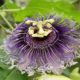 It Cures Insomnia & Anxiety … And Even Can Be Grown Indoors passiflora-incarnata-1596321_640-321c8683d04849a879c951ef18e729c2e248bfeb