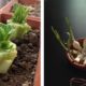 10 Vegetables You Can Buy Once and Regrow Forever! 10-vegetables-you-can-buy-once-and-regrow-forever-66f9107c37e918f9c532287e99c363fb81fd3a59